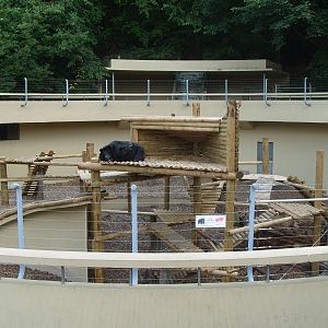 ASIATIC BLACK BEAR ENCLOSURE