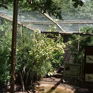 AVAIRY FOR VIETNAMESE PHEASANT AND OTHERS