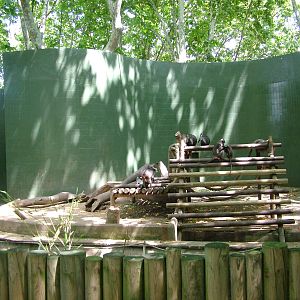 Mangabey Exhibit at Barcelona, 30/05/11