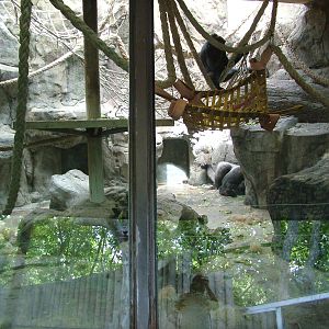 Gorilla Indoor Area at Barcelona, 30/05/11