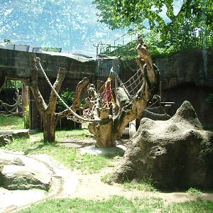 Gorilla Outdoor Area at Barcelona, 30/05/11