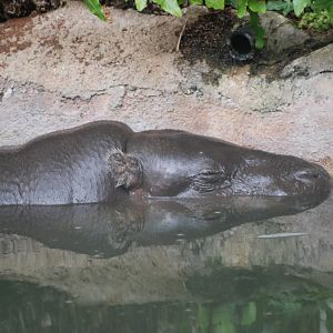 Pygmy Hippo at Barcelona, 30/05/11
