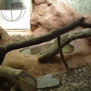 BLUE TONGUED SKINK ENCLOSURE