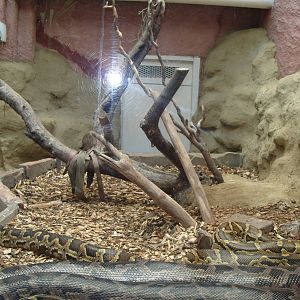BOA CONSTRICTOR ENCLOSURE