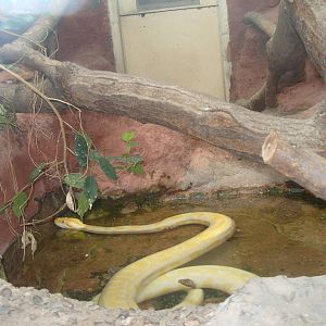 BURMESE ROCK PYTHON ALBINO ENCLOSURE