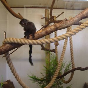 GEOLDIS MONKEY INDOOR ENCLOSURE