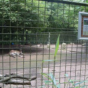 WESTERN GREY KANGAROO ENCLOSURE