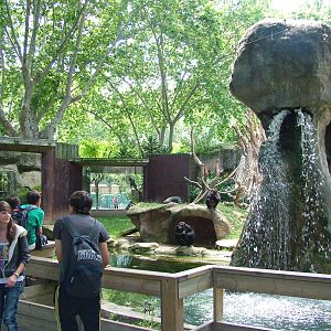 Chimp Exhibit at Barcelona, 30/05/11