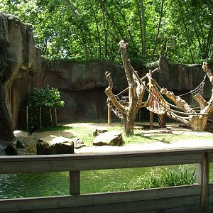 Chimp Exhibit at Barcelona, 30/05/11