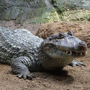 Broad-fronted Caiman at Barcelona, 30/05/11