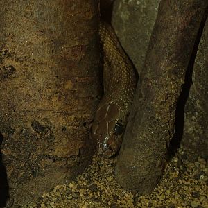 Ladder Snake at Barcelona, 30/05/11