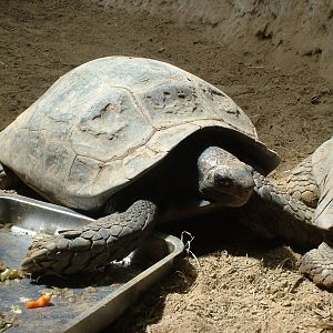 Asian Brown Tortoise at Barcelona, 30/05/11