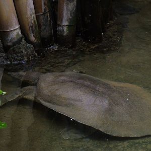 Nile Softshell Turtle at Barcelona, 30/05/11