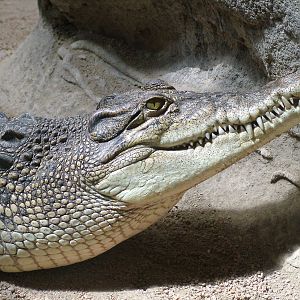 Saltwater Crocodile at Barcelona, 30/05/11