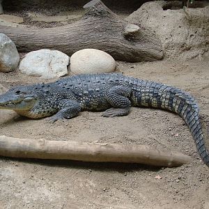 Morelet's Crocodile at Barcelona, 30/05/11