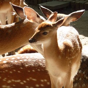 Vietnamese sika deer