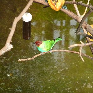Bay-headed tanager