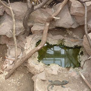 New Guinea Pacific monitor (Blue-tailed monitor) enclosure