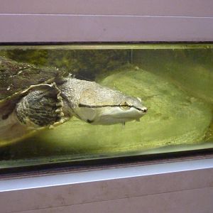 Hilaire's side-necked turtle