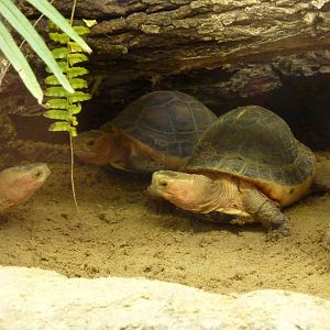 Yellow-banded box turtle