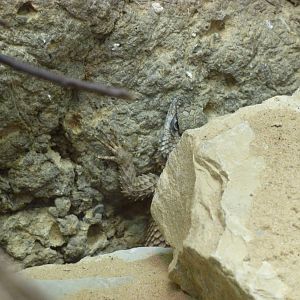 Crevice spiny lizard