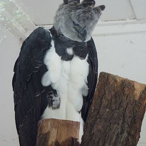 Harpy eagle