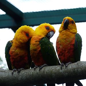 Jandaya conure