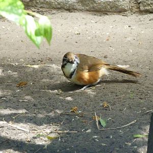 Laughingthrush