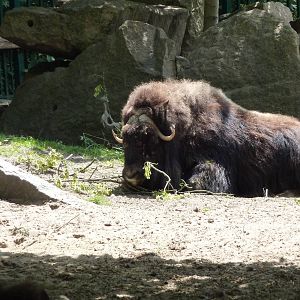 Barren ground muskox