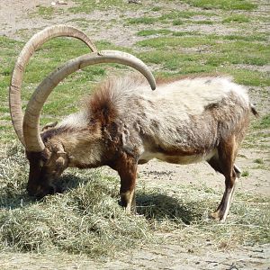Cretan wild goat