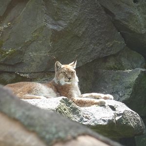 Altai lynx