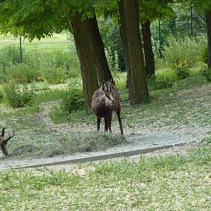 Chamois