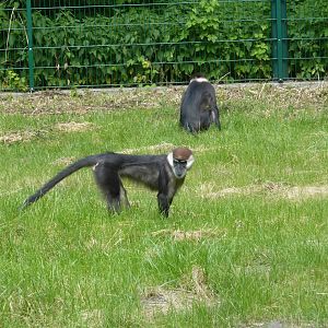 Cherry-crowned mangabeys
