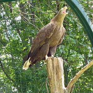 White-tailed sea eagle