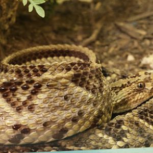 costa rica rattlesnake