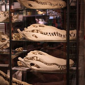 crocodile skulls