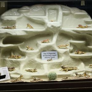 Horned lizards of the southwest