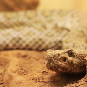 midget faded rattlesnake