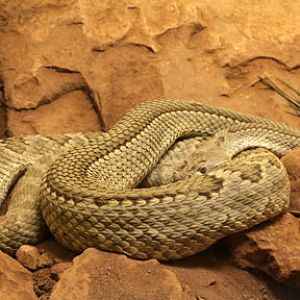 RARE - half striped mojave rattlesnake