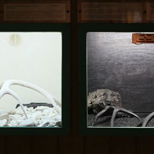 Amelanistic and melanistic diamondbacks