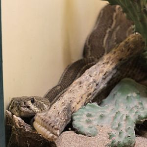 RARE - striped western diamondback