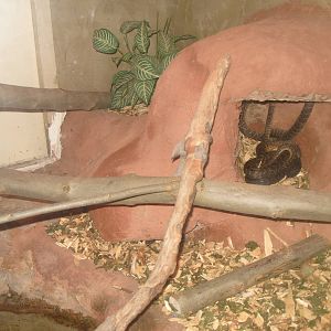 JAMAICAN BOA ENCLOSURE