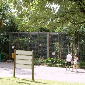 KOCKABURA AND WHITE FACED SCOPS OWL AVAIRY