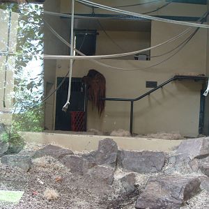 ORANGUTAN INDOOR ENCLOSURE WITH BENJI