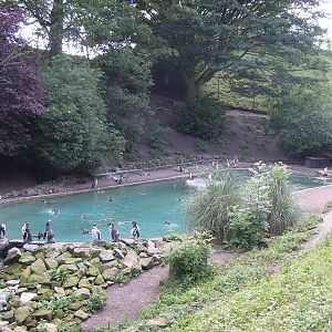 PENGIUN POOL