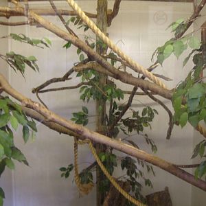 PYGMY MARMOSET INDOOR ENCLOSURE