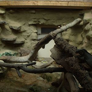 RHINOCEROS IGUANA ENCLOSURE