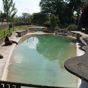 SEA LION POOL 1