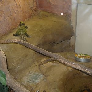 SPINY TAILED LIZARD ENCLOSURE