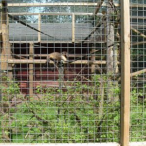 YELLOW BREATED CAPUCHIN ENCLOSURE